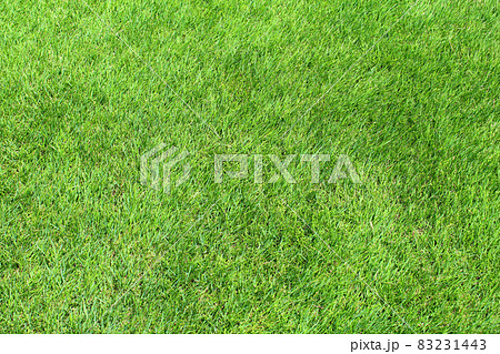 緑の芝生 緑の芝生 83231443
