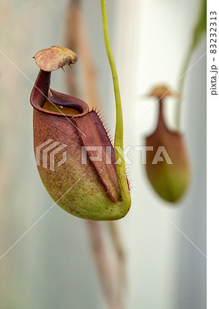 捕虫器官を持つ食虫植物【ウツボカズラ】 83232313