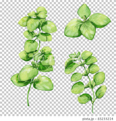 牛至水彩風格插圖集 83233214