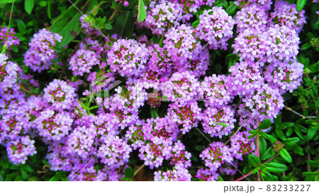 クリーピングタイムの花のある風景 83233227