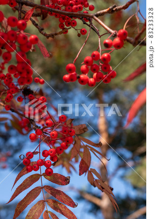 赤いナナカマドの実 赤いナナカマドの実 83233328