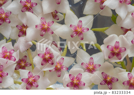 星の形をしたホヤの花の壁紙素材の写真素材