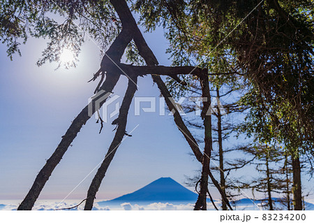 (山梨県)カラマツの紅葉、雲海に浮かぶ富士山 (山梨県)カラマツの紅葉、雲海に浮かぶ富士山 83234200