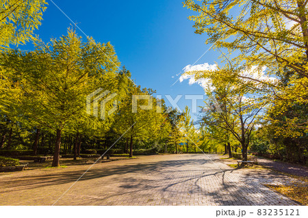 秋の紅葉巡り、秩父ミューズパークのイチョウ黄葉 83235121