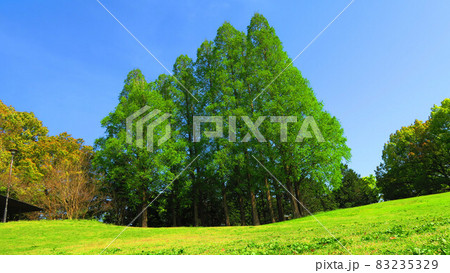 久喜菖蒲公園の風景 83235329