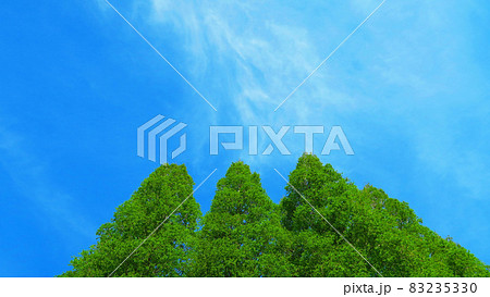 久喜菖蒲公園の風景 83235330