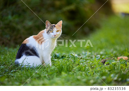 お座り/横向き/かわいい三毛猫 お座り/横向き/かわいい三毛猫 83235536