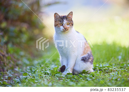 お座り/正面/かわいい三毛猫 お座り/正面/かわいい三毛猫 83235537