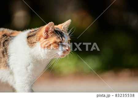 歩いているかわいい三毛猫のアップ 83235538