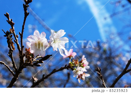 秋から冬にかけて咲くジュウガツザクラ(十月桜) 秋から冬にかけて咲くジュウガツザクラ(十月桜) 83235923