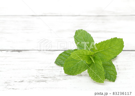 ミント ハーブ ミント ハーブ 83236117