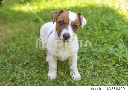 Jack Russell Terrier puppy on grass. Puppy Jack Russell Terrier plays in the bright green carpet closeup. Favorite pet Jack Russell Terrier puppy on grass. Puppy Jack Russell Terrier plays in the bright green carpet closeup. Favorite pet 83236800