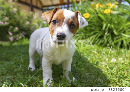Jack Russell Terrier puppy on grass. Puppy Jack Russell Terrier plays in the bright green carpet closeup. Favorite pet 83236804