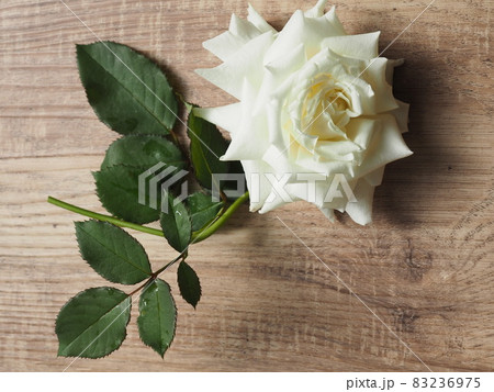 白バラ 品種名ヨハネパウロ二世 背景木目調の写真素材