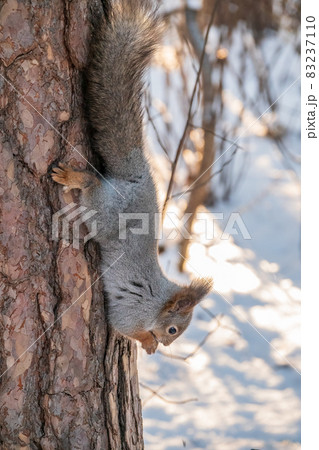 A little child in winter feeds a squirrel with a nut. A little child in winter feeds a squirrel with a nut. 83237110