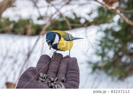 The tit eats seeds from a hand. Caring for animals in winter or autumn. 83237112