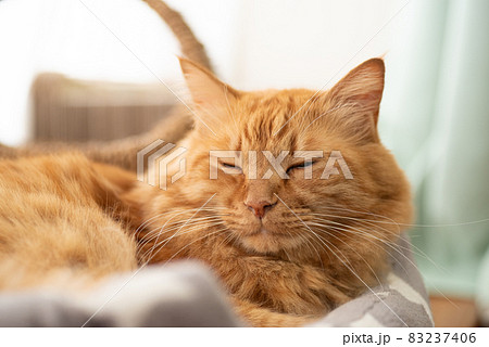 猫の寝顔 茶トラ猫の写真素材