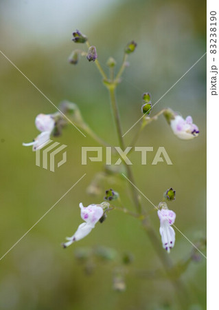 2199　ヒキオコシ 83238190