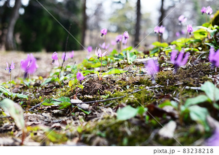 陽当たりの良い林に咲くカタクリの花 陽当たりの良い林に咲くカタクリの花 83238218
