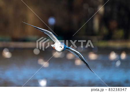 The European Herring Gull, Larus argentatus is a large gull The European Herring Gull, Larus argentatus is a large gull 83238347