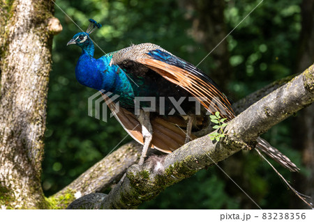 Indian Peacock or Blue Peacock, Pavo cristatus 83238356