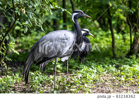 Demoiselle Crane, Anthropoides virgo are living in the bright green meadow during the day time 83238362
