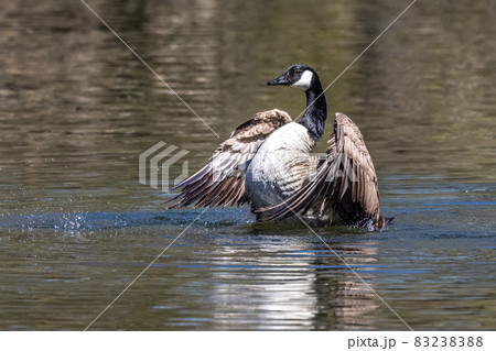 The Canada Goose, Branta canadensis at a Lake near Munich in Germany 83238388