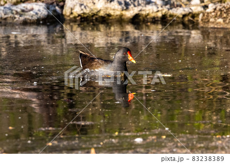 Common moorhen Gallinula chloropus also known as the waterhen or swamp chicken 83238389