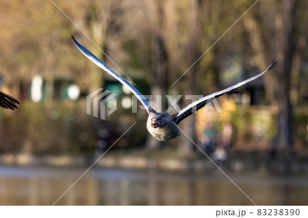 The flying greylag goose, Anser anser is a species of large goose 83238390