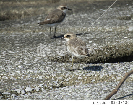 検見川浜の護岸で遊ぶかわいい子鳥は千鳥 検見川浜の護岸で遊ぶかわいい子鳥は千鳥 83238586