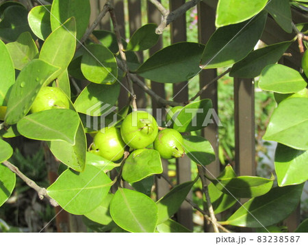 黄色く色付いたトロピカルフルーツヒメグァバの実 黄色く色付いたトロピカルフルーツヒメグァバの実 83238587