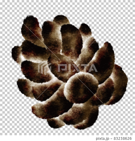 松ぼっくり 83238626