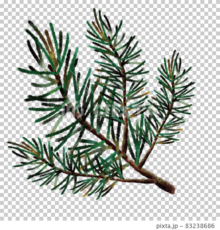 松枝 松枝 83238686