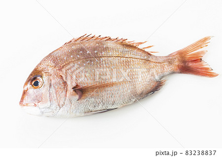 マダイ マダイ 83238837