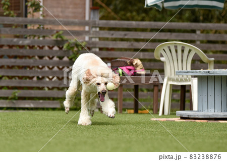 ドッグランで遊ぶスタンダードプードル ドッグランで遊ぶスタンダードプードル 83238876