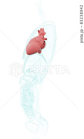 人体CG心臓を左側面から描画 83238942