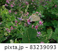 萩の花で吸密のウラナミシジミ（裏波小灰蝶） 83239093