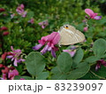 萩の花で吸密のウラナミシジミ（裏波小灰蝶） 83239097