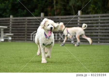 ドッグランで遊ぶスタンダードプードル ドッグランで遊ぶスタンダードプードル 83239394