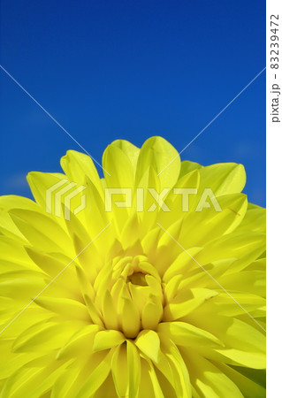 満開のダリア 満開のダリア 83239472