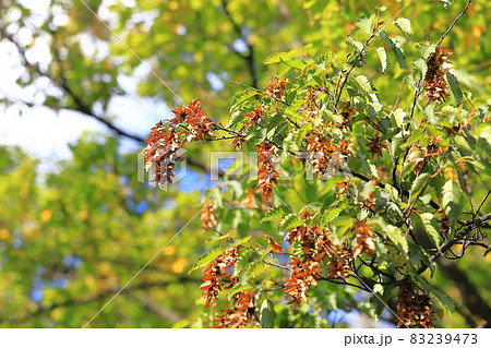 赤四手（アカシデ）の果穂（種子） 83239473