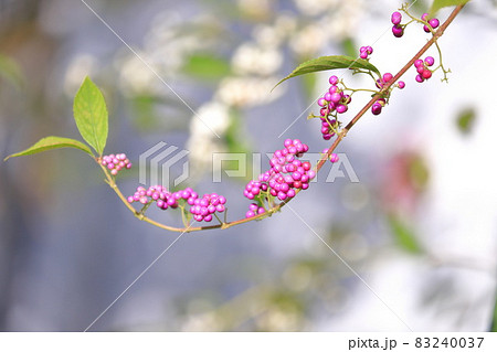 紫小紫（コムラサキ）と白式部（シロシキブ）の背景　 83240037