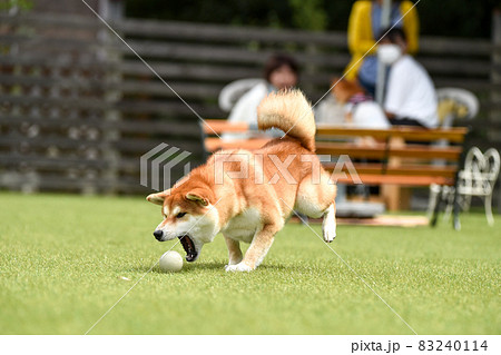 ドッグランで遊ぶ柴犬 ドッグランで遊ぶ柴犬 83240114