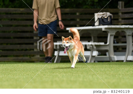 ドッグランで遊ぶ柴犬 ドッグランで遊ぶ柴犬 83240119