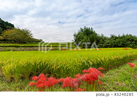 奈良県明日香村　秋の棚田の稲と彼岸花 83240285