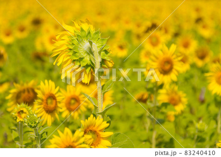 Beautiful natural scenery with sunflower fields. 83240410