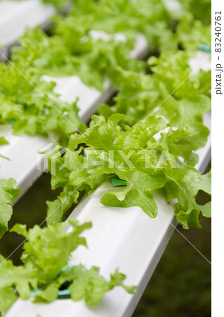 Vegetables in a hydroponics greenhouse. 83240761
