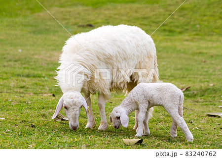 Sheep and lamb in the meadow. 83240762