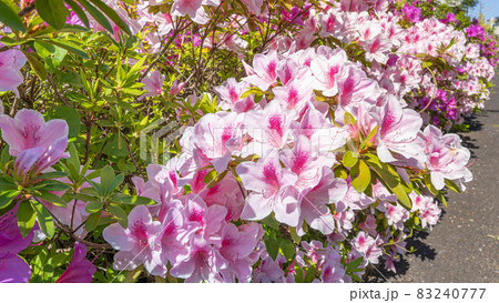 ピンクのツツジの花 83240777