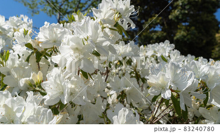 白いツツジの花 白いツツジの花 83240780